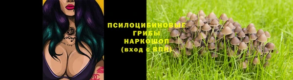 шишки Магас